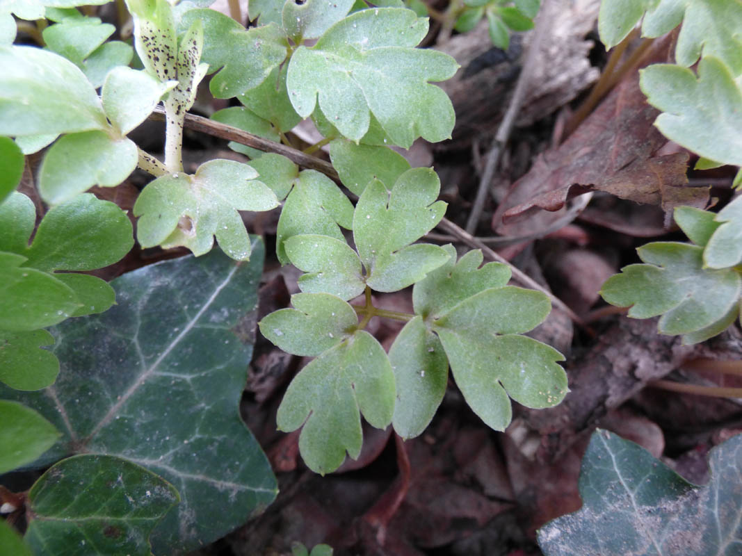 Adoxa moschatellina